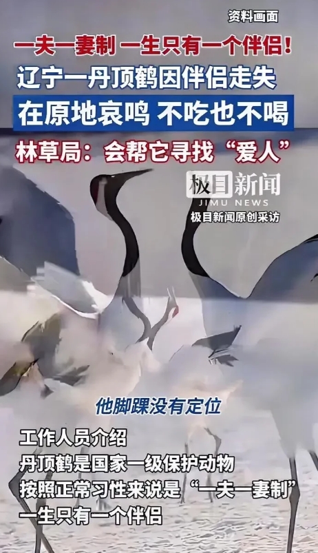 7月18日，辽宁北票，一名女子看见一只丹顶鹤，孤独的站在草丛中哀鸣，声音传的很远