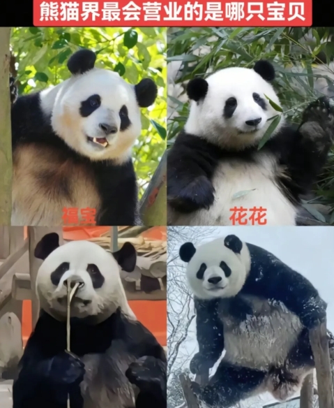 熊猫界最会营业的是哪一个宝贝？以下四个宝贝应该是当之无愧！