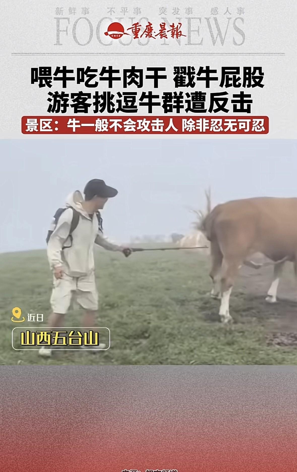山西忻州，一男游客在景区游玩时，看见一群牛，他想恶 搞一下，就掏出一包牛肉干喂牛