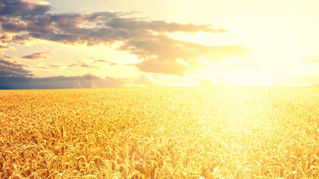 三周光照调整成功，东北黑土，大豆光照均匀壮