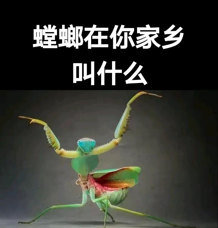 螳螂，我们老家叫它刀楞，不是刀郎，不知道你们那里叫什么。我曾经看过螳螂捕捉苍蝇，