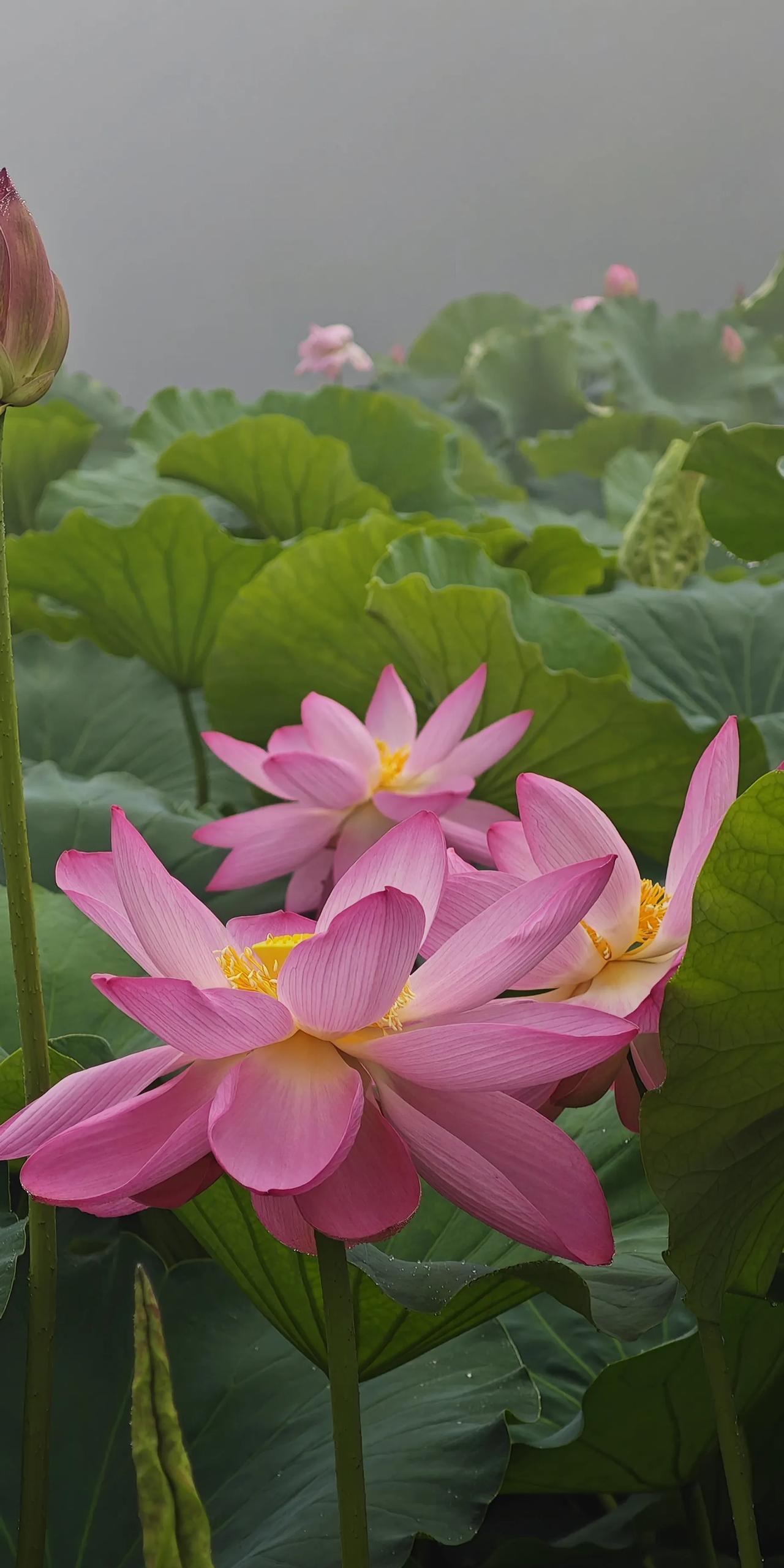 本溪大浓湖雾里看荷