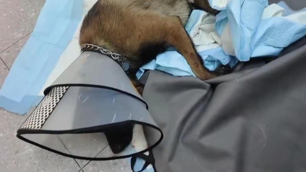 必须严惩！未拴绳柯基被拴绳马犬咬伤，柯基主人居然用酒瓶和砖头持续殴打马犬，目前警方已经立案，马犬正在