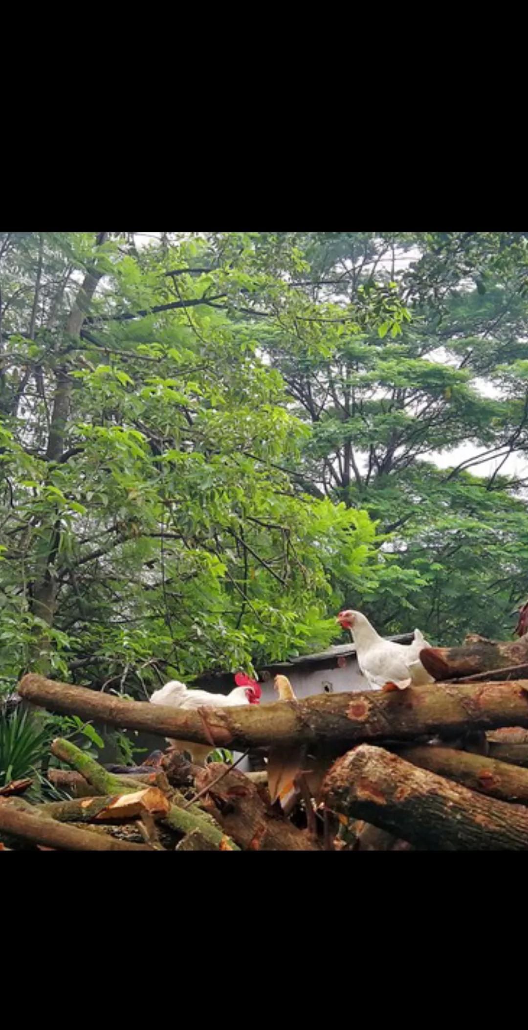 欧盟正一步步地把自己作死在路上。当中美贸易战打得天昏地暗的时候，他们朝三暮四。打