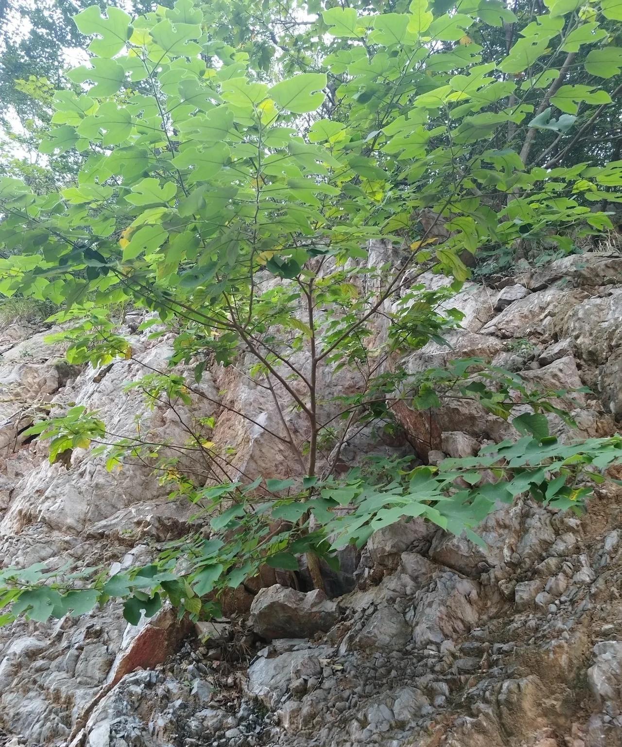 初高中的孩子，语文成绩好不好，跟小时候抚养人，关系很大。
如果抚养人重视阅读，看