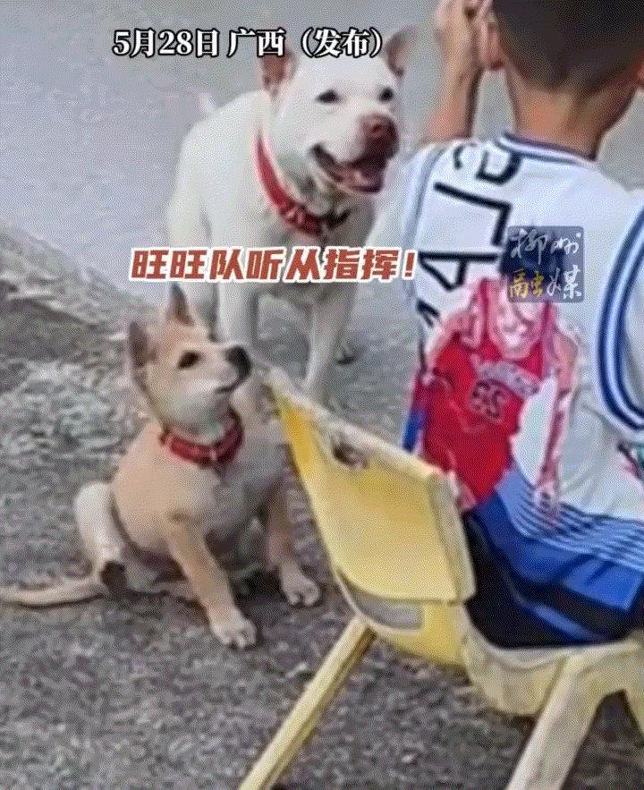笑不活。小主人在家中院子里摘菜，而家中两只狗子则围着小主人转来转去，期间小主人便