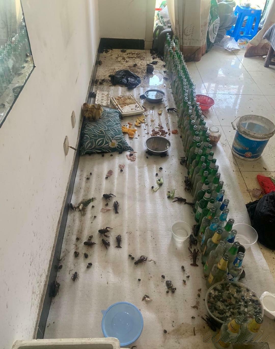 看来喝了不少，在家里养小龙虾和小鸡！