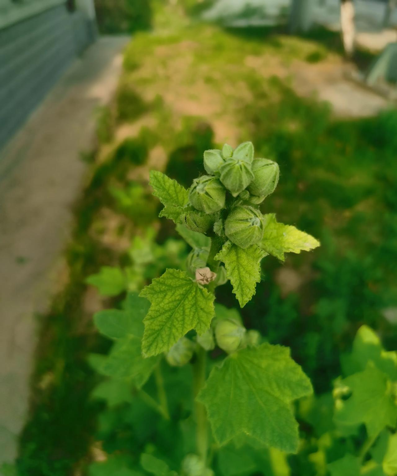老家叫“熟曲”花。学名叫“蜀葵”葵。[赞][赞][赞]长的大约1.5米，大叶，开