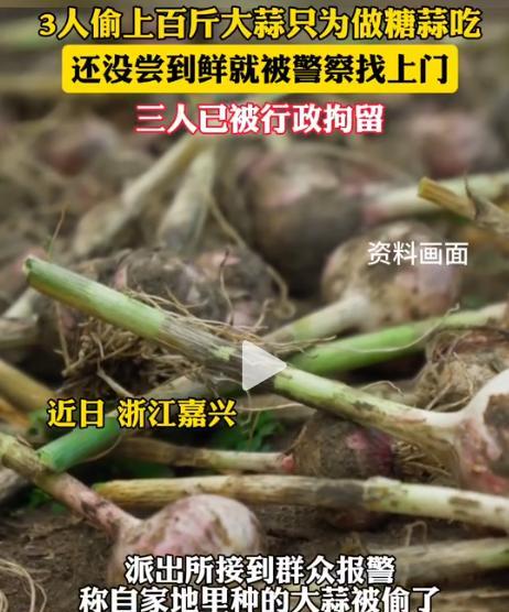 丢人丢大发了！浙江，两个农户种的100多斤大蒜一夜之间被偷光了，他们心疼坏了，警
