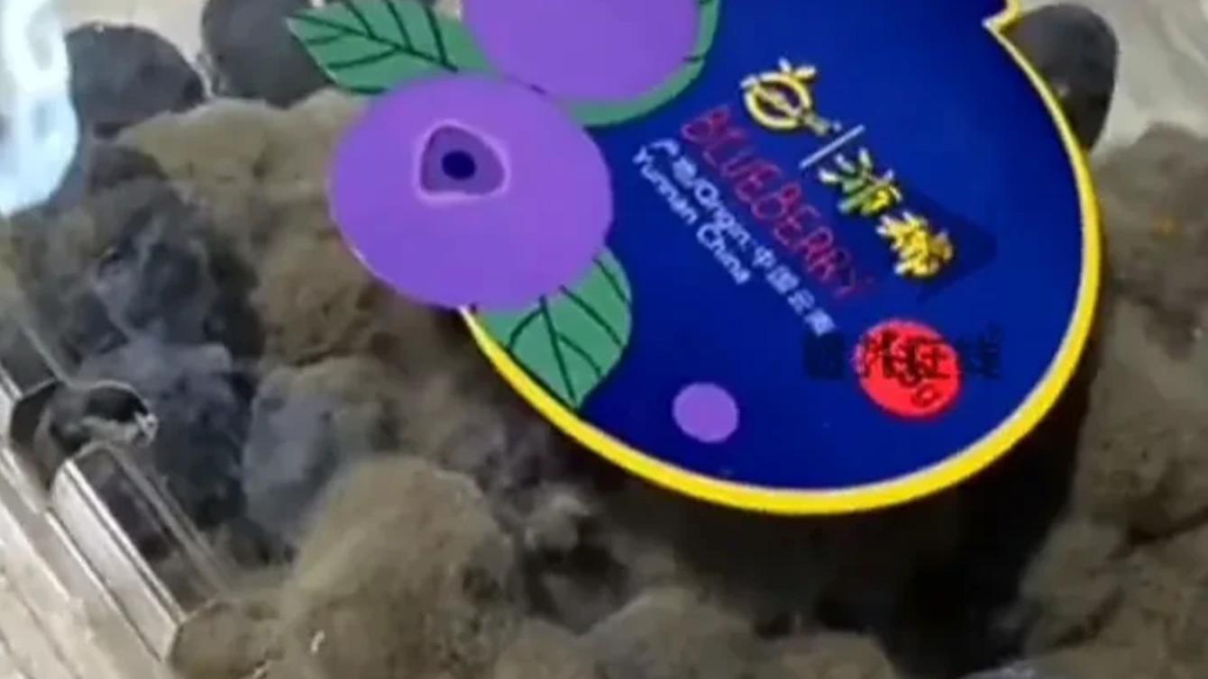 发霉蓝莓卖了30块？武汉一大学生这波操作绝了！你能想到吗？