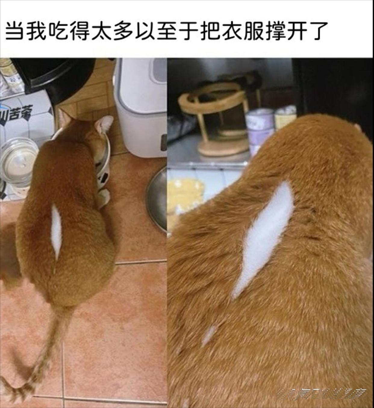 咋了？这毛孩子的拉链开了？
