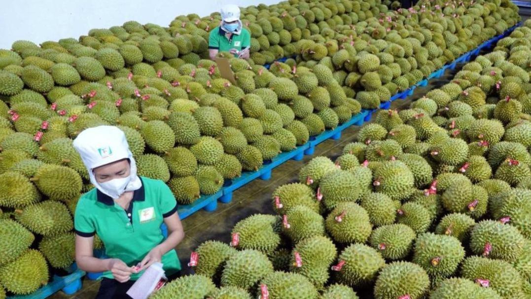 中国人榴莲吃不停，泰国越南默默较量中？