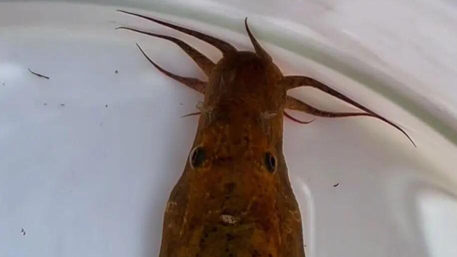 男子把一条泥鳅养出龙形，胡须威风凛凛，“堕龙”的传说藏不住了