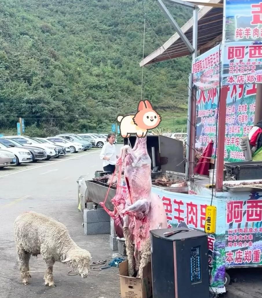 可能我觉得有点残忍！
虽然吃肉这事是很正常的一件事情，但把活羊拴在刚处理完的羊尸