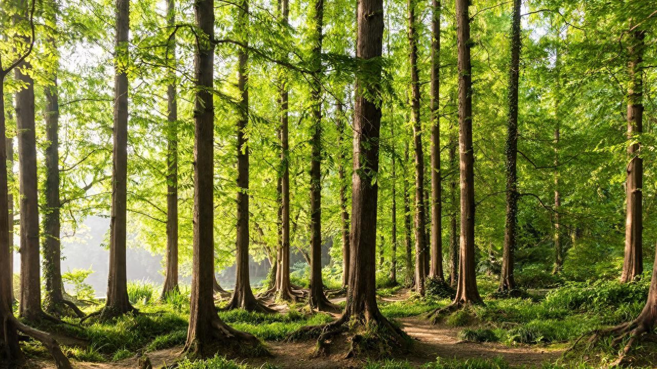 FSC认证木浆纤维袋木浆棉纸信封袋可回收可降解可堆肥防油防潮袋