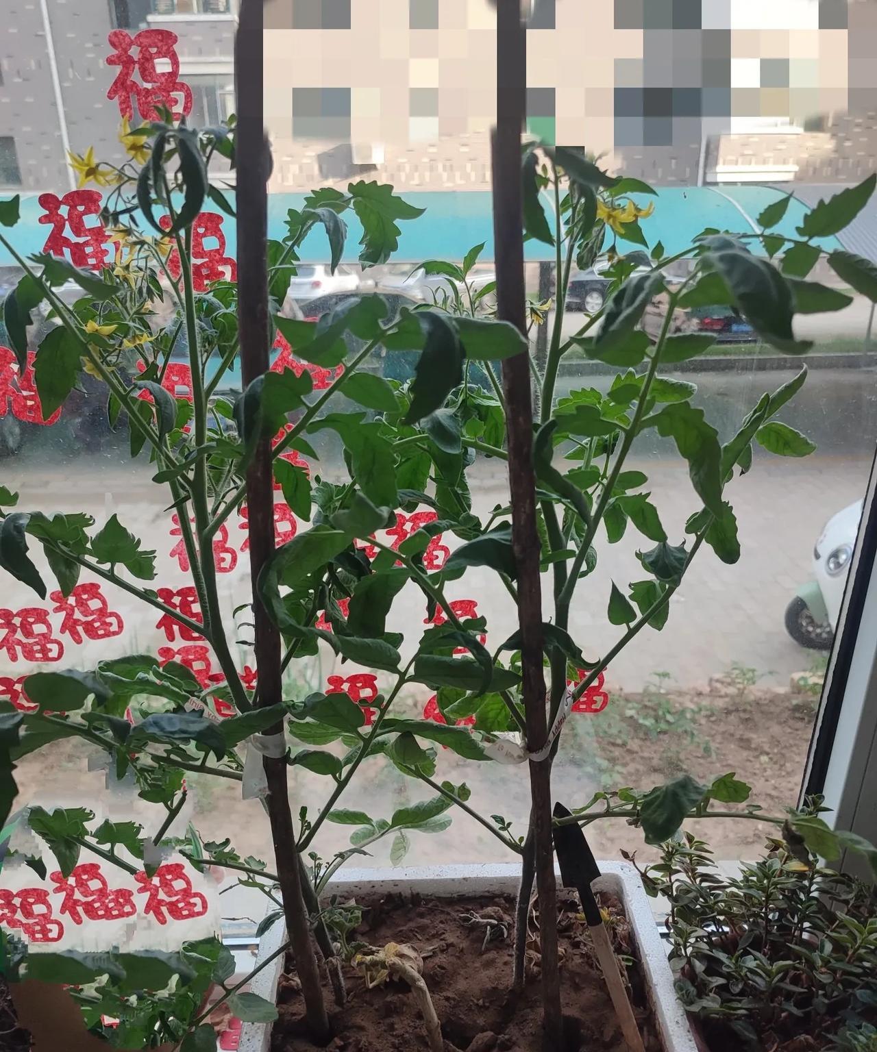 这是我养的西红柿，可这哪是西红柿啊，简直什么都不是，我自己都看不下去了。
我不会
