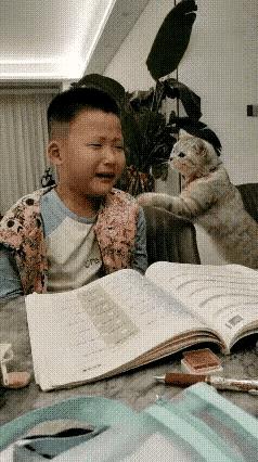 啥叫察言观色、温柔体贴？
这只小猫咪，
用行动完美诠释了……
多么有灵性的猫咪，