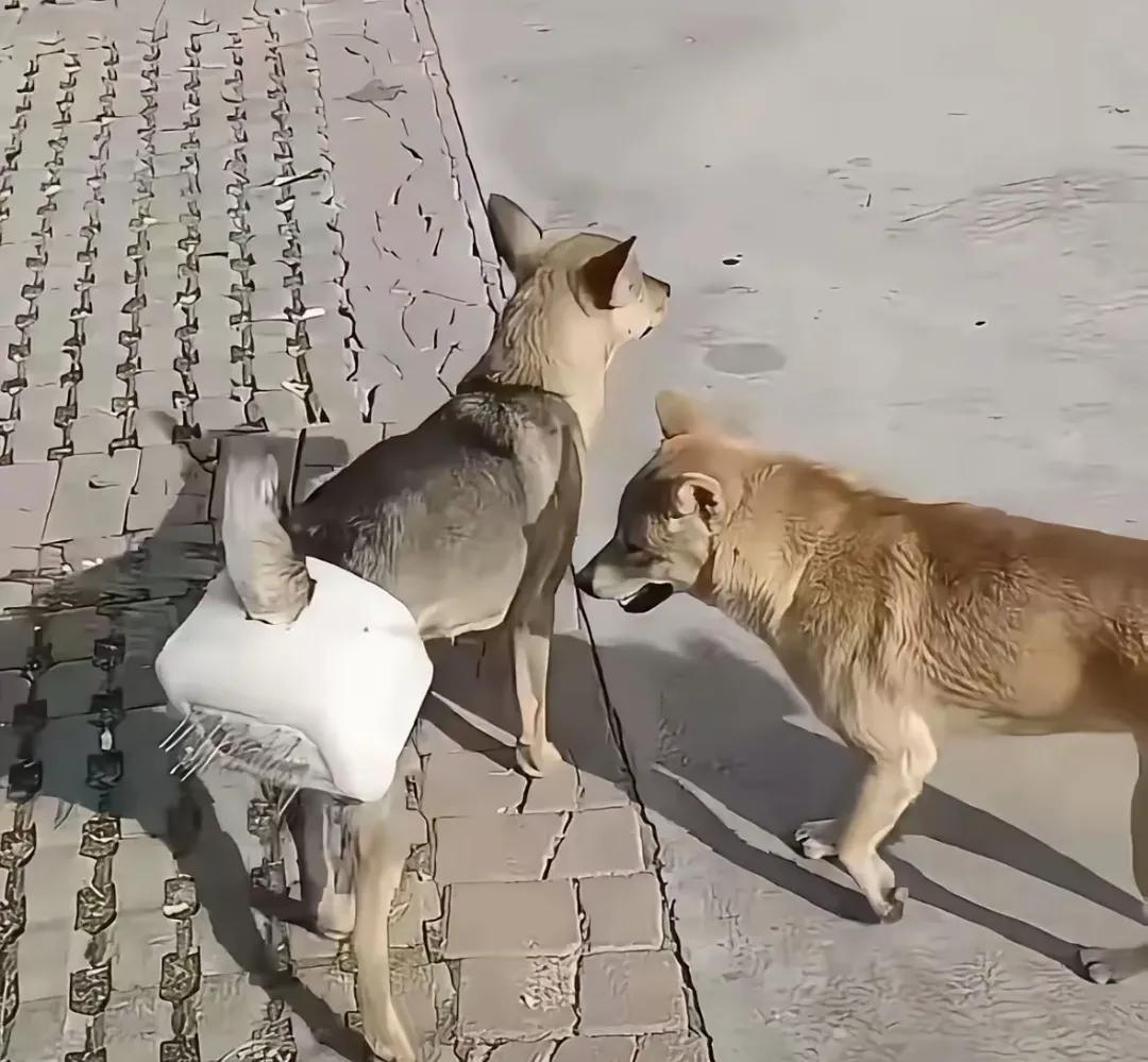 好家伙，这是高人呐！
养宠物狗、宠物猫的，往往为了自个方便，公的都给做了绝育手术