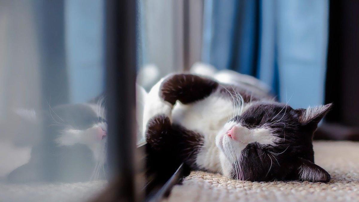 双十一宠物猫粮哪个牌子好？2025最全最好的猫粮推荐