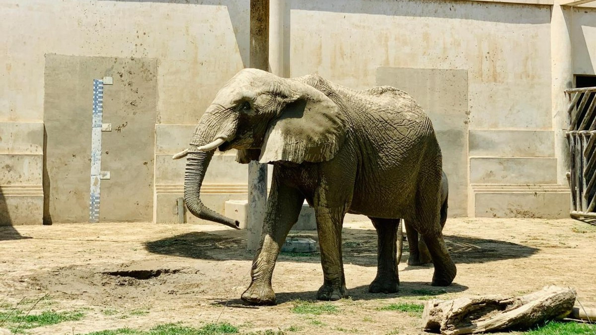 北京动物园—百年动物王国的深度指南