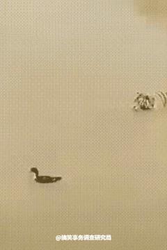 老虎当时也是怀疑虎生了吧~