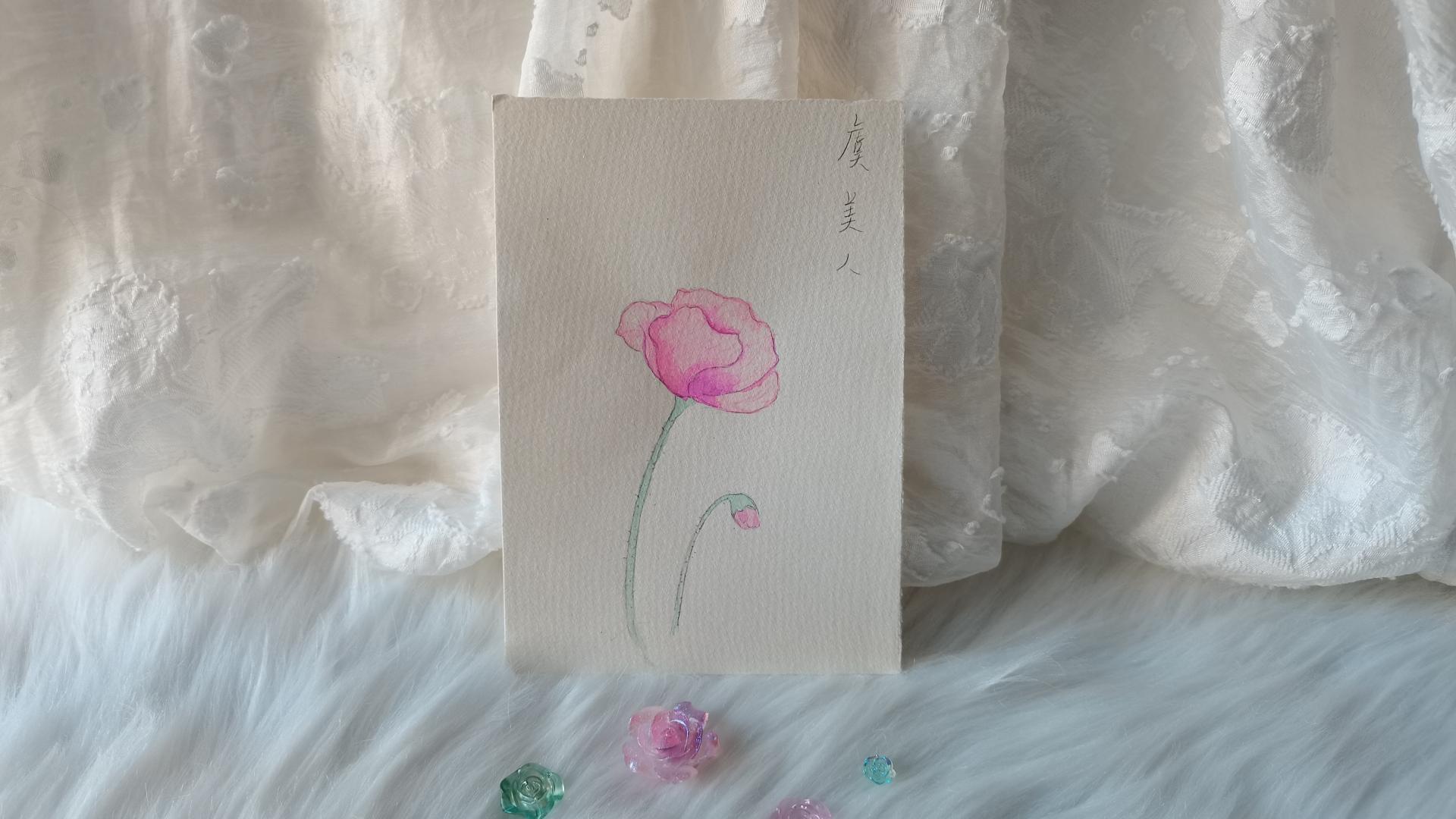 32 粉色虞美人（绘画 | 水彩 | 果花甘05）