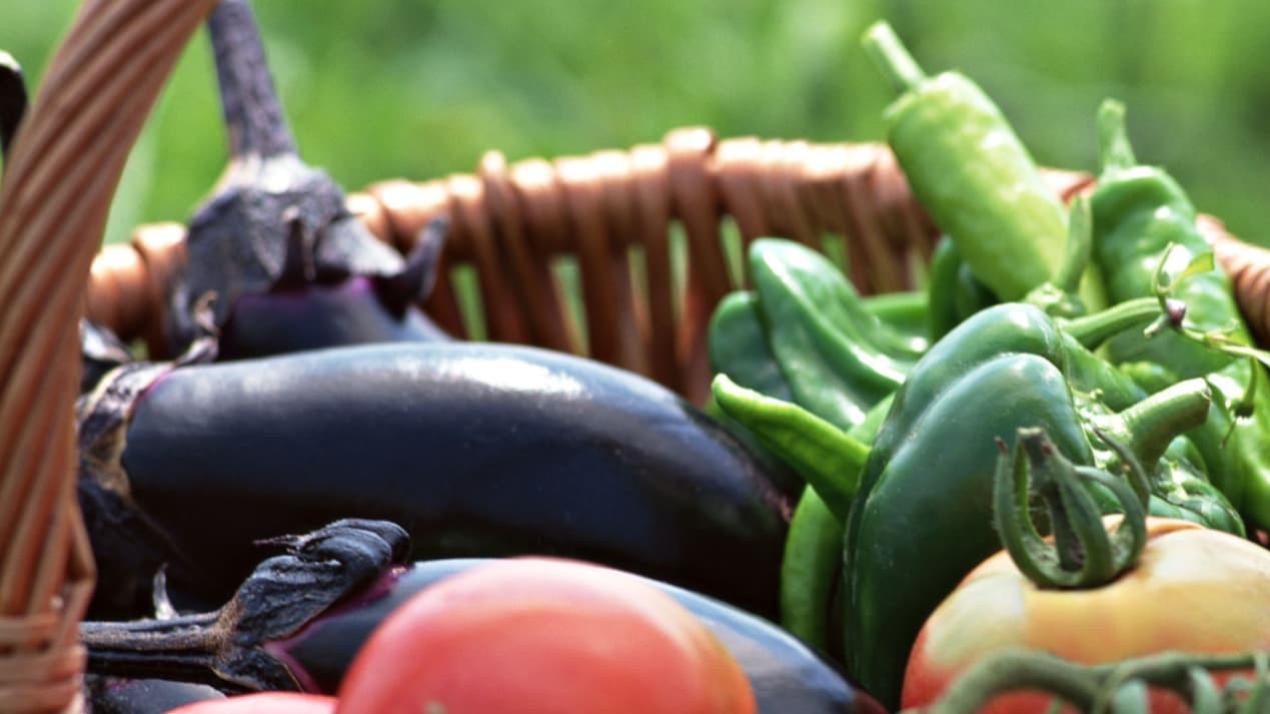 15天油菜绿意浓，温差要适中，湖北荆门，油菜荆楚之地