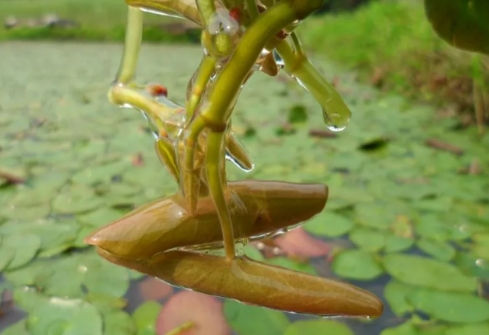 曾被农民捞来喂猪的水草，2015年时被专家认出是1级濒危植物，如今却被打造成特色