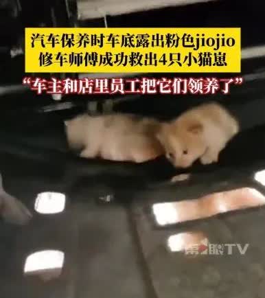 4月7日，山东邹城一男子开车听到异响后送车保养。修车师傅检查车底，发现一只猫爪，