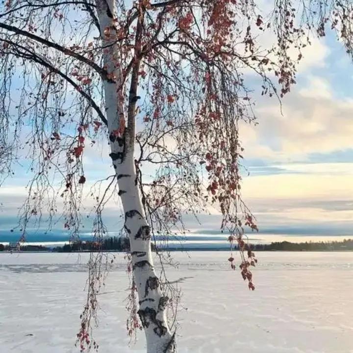 芬超：瓦萨-哈卡
瓦萨这赛季至今的赛程一直是客场比赛居多，算上杯赛过去7场比赛有
