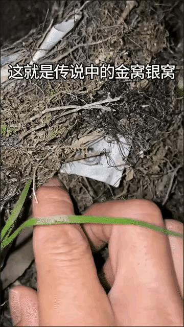 应该是富贵鸟。