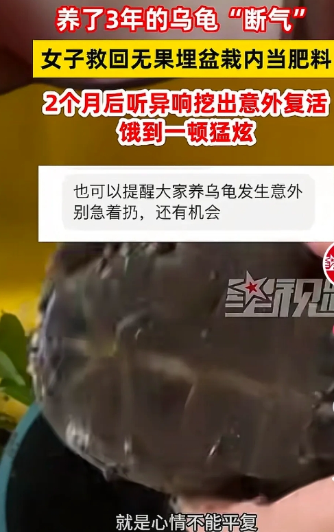 奇迹！四川成都，女子总是听见自己花盆里有响声，好像有什么东西在啃食花盆一样，她壮