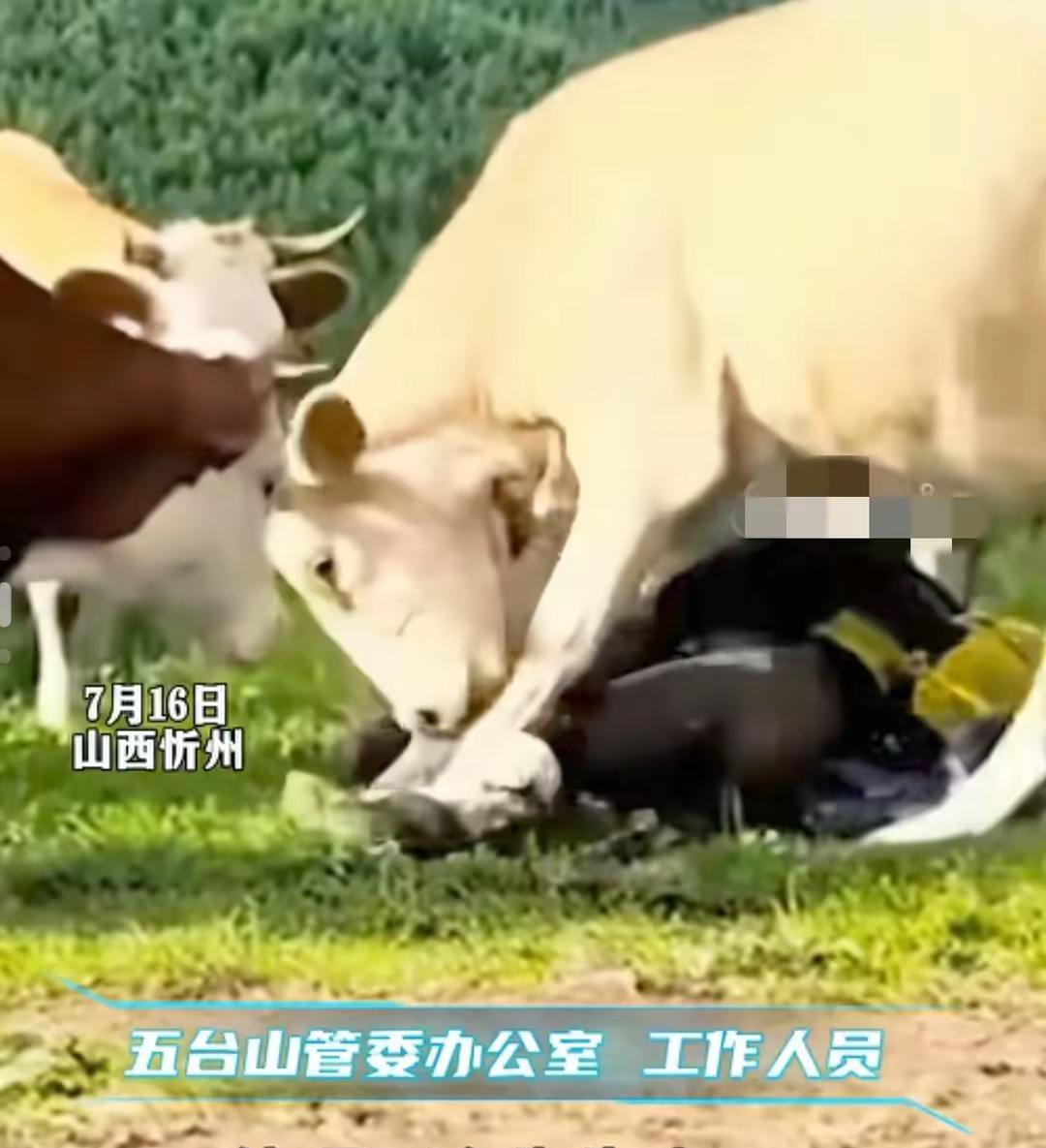 五台山游客被牛群踩踏这事网友们都拍手叫好。在山上游玩时有游客各种作妖，有人拿登山