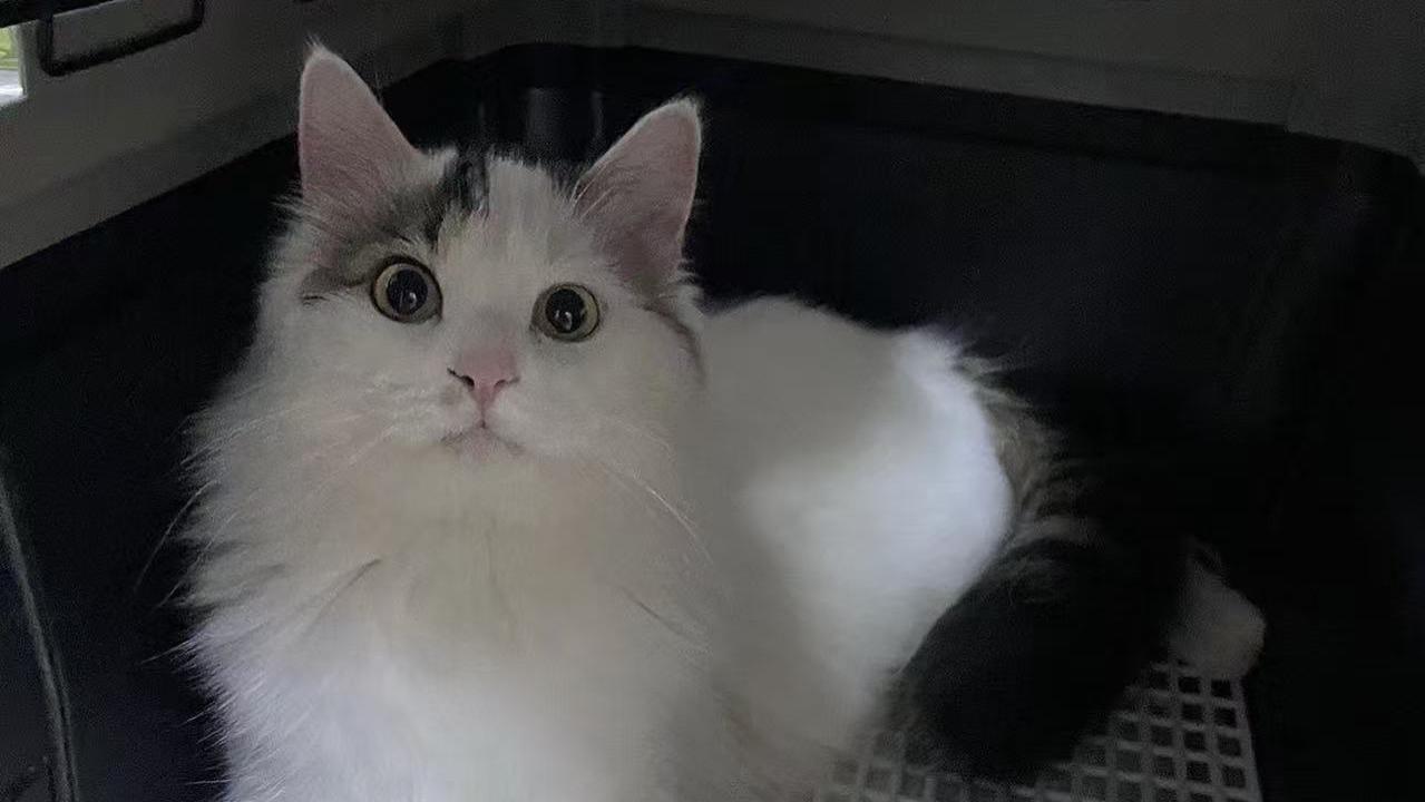 跨省长途搬家平台物流人宠同行哪个平台便宜实惠有实力？人宠同行哪个搬家物流平台价格低？人宠同行物流排行