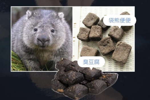 太离谱！袋熊居然拉“方屎”？原来是为了防滚又防盗！