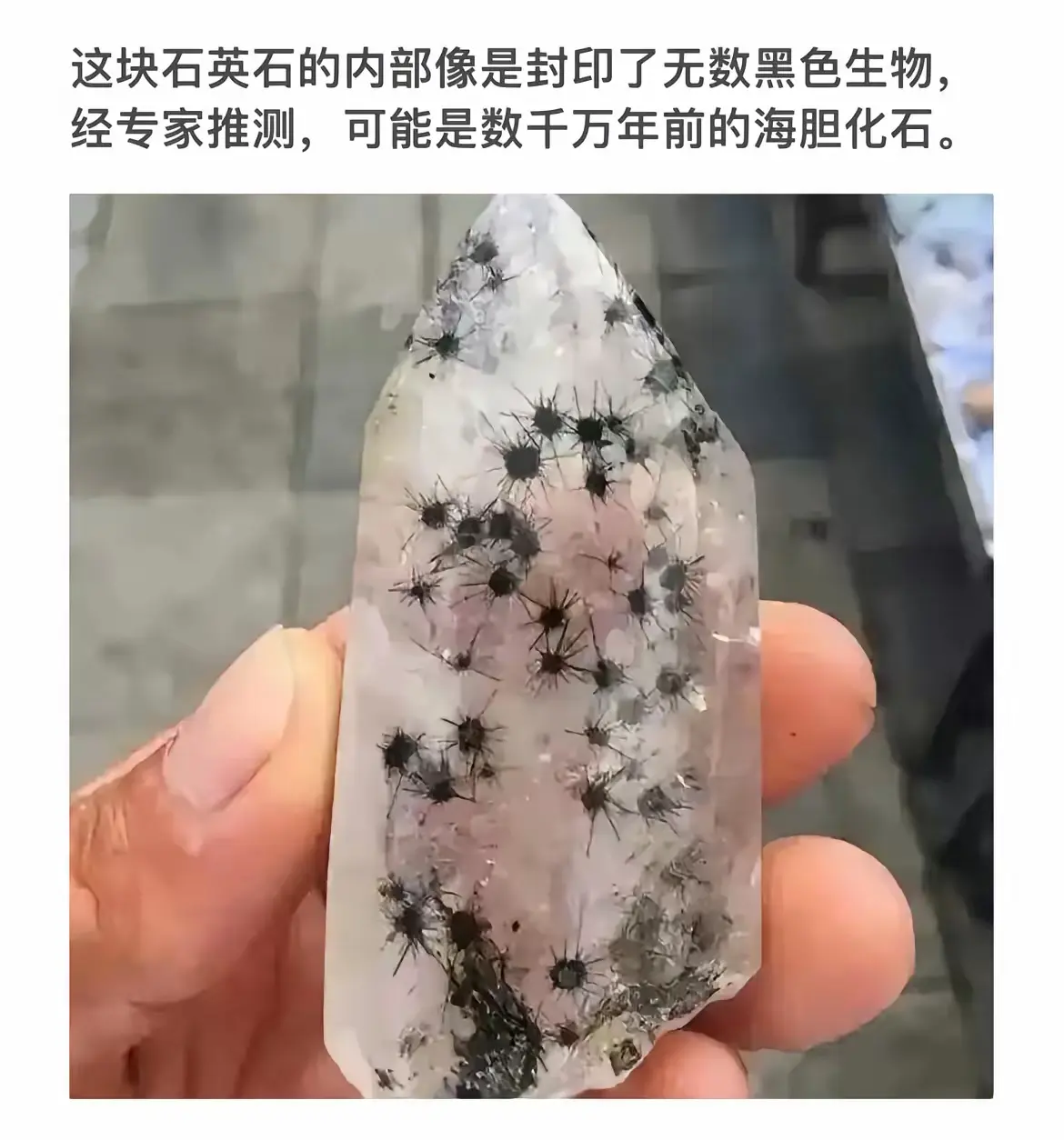 神秘海胆化石，数千万年前的海洋奇迹！
