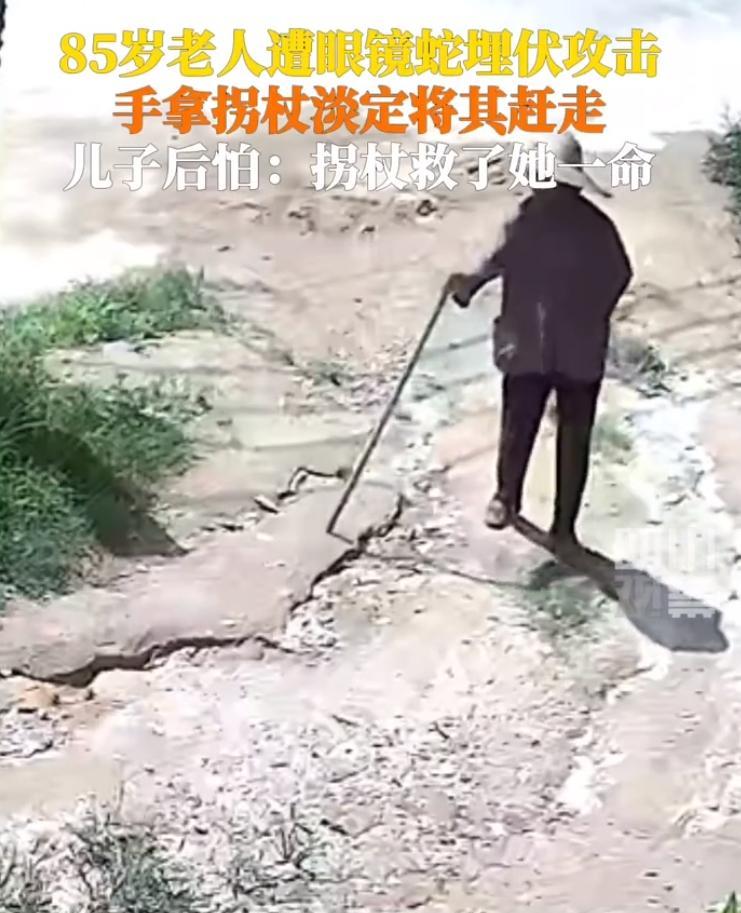 【#85岁老人遭眼镜蛇偷袭用拐杖淡定赶走#】7月2日，广东廉江。85岁老人遭眼镜