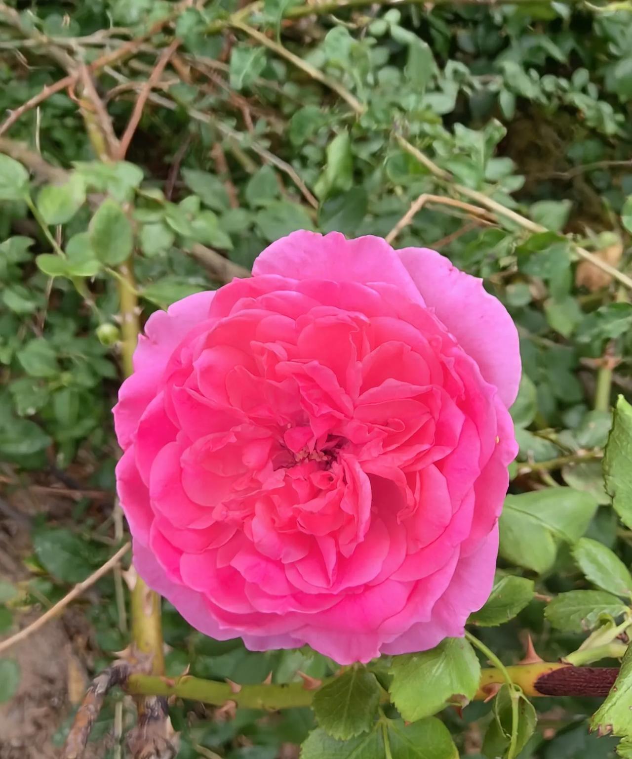 #我眼中的最美风景#绿意正浓，月季花香，路径幽深，空气清新，环境优美，气候宜人，