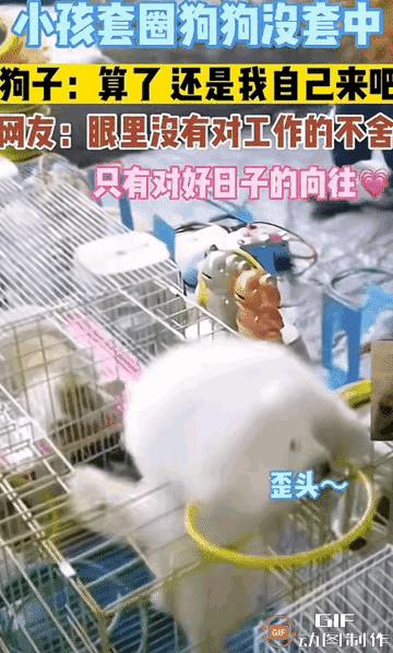 小男孩套圈，地上摆满了各种各样的玩具，可是小男孩一样也没有看中，他只看中了场子里