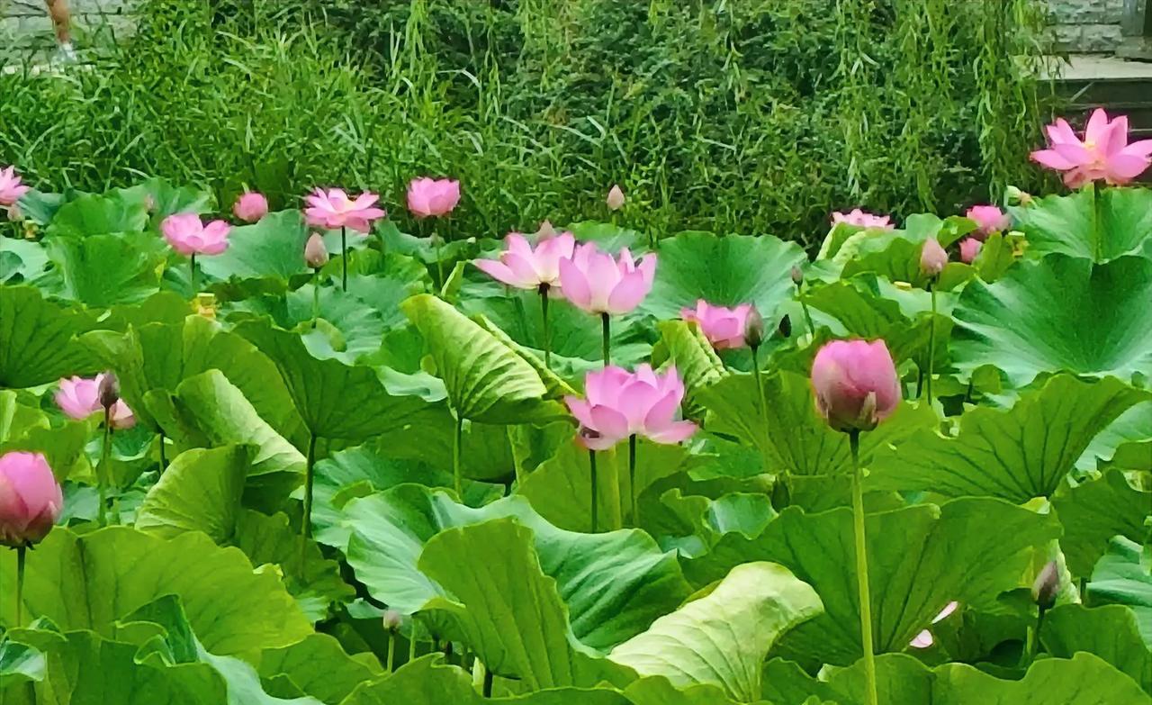 夏日荷塘