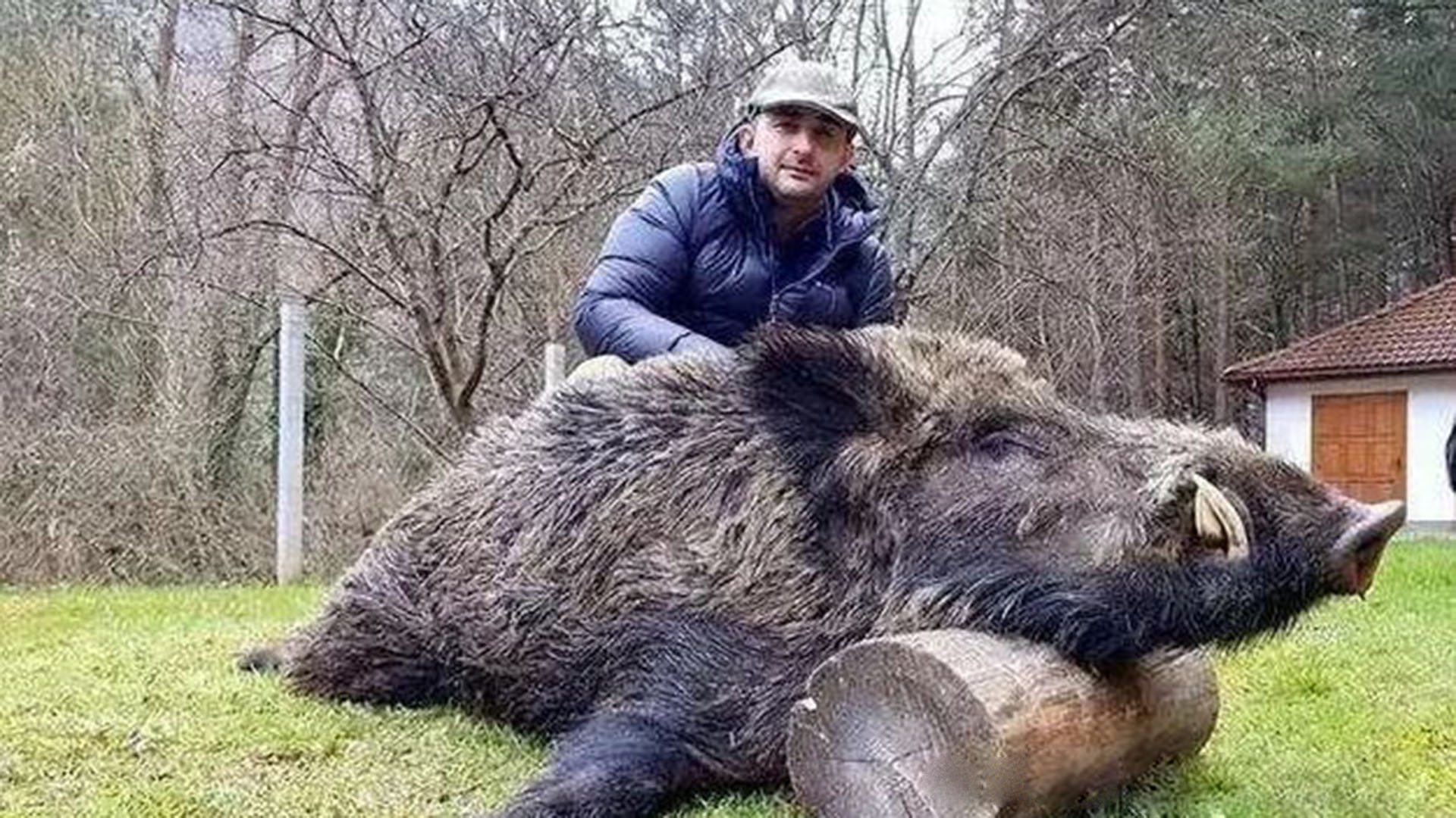 别再被忽悠了！你看到的“巨型野猪”，很可能只是跑丢的家猪！ 家猪放生一年就变“野猪”？獠牙、凶性全回
