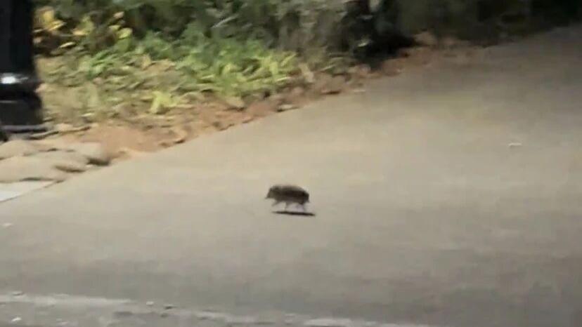 第一次看到半夜里，一只小东西从眼前溜过去，还以为是小野猪！