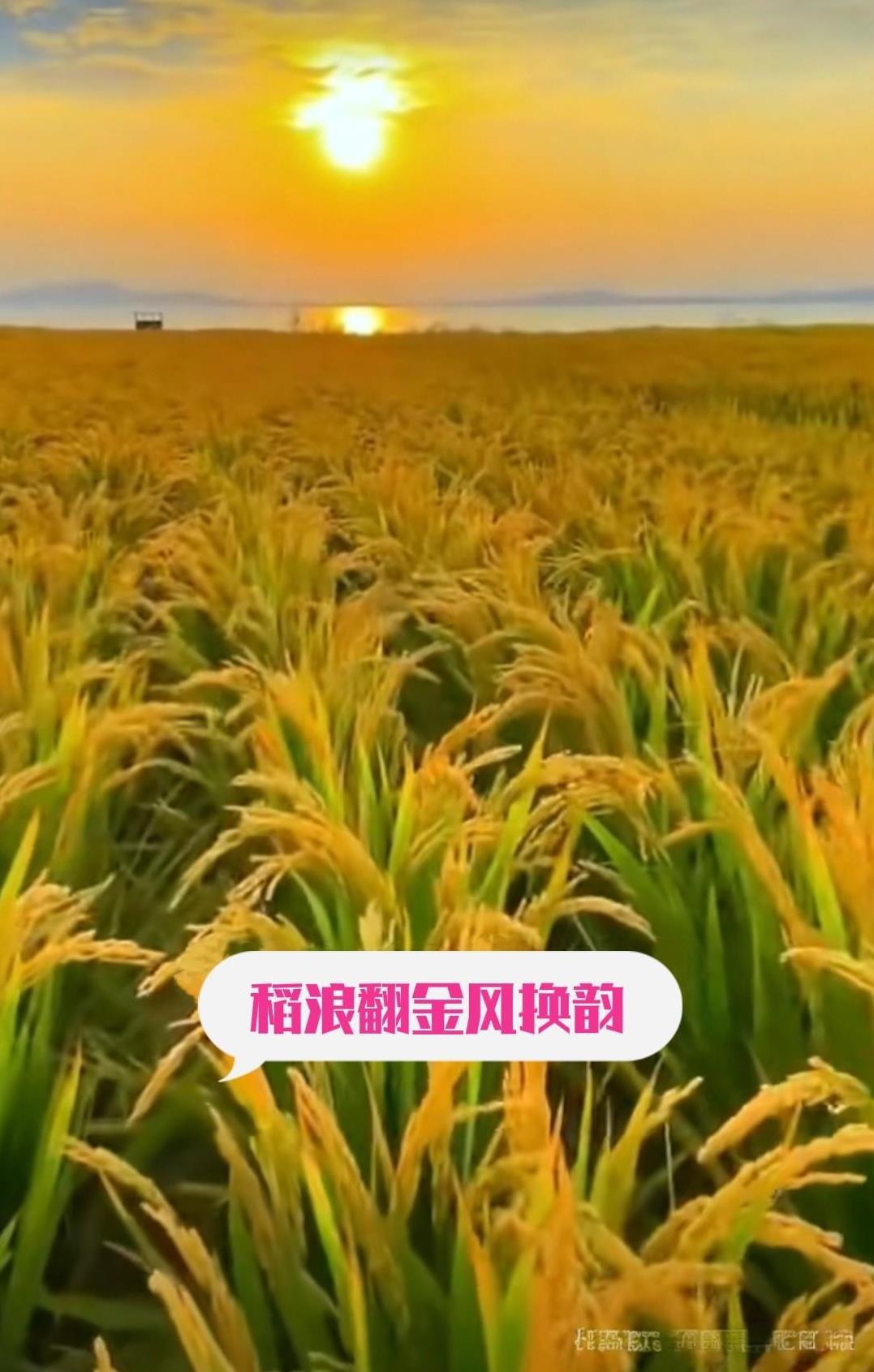 上联：稻浪翻金风换韵
#秋日生活打卡季#