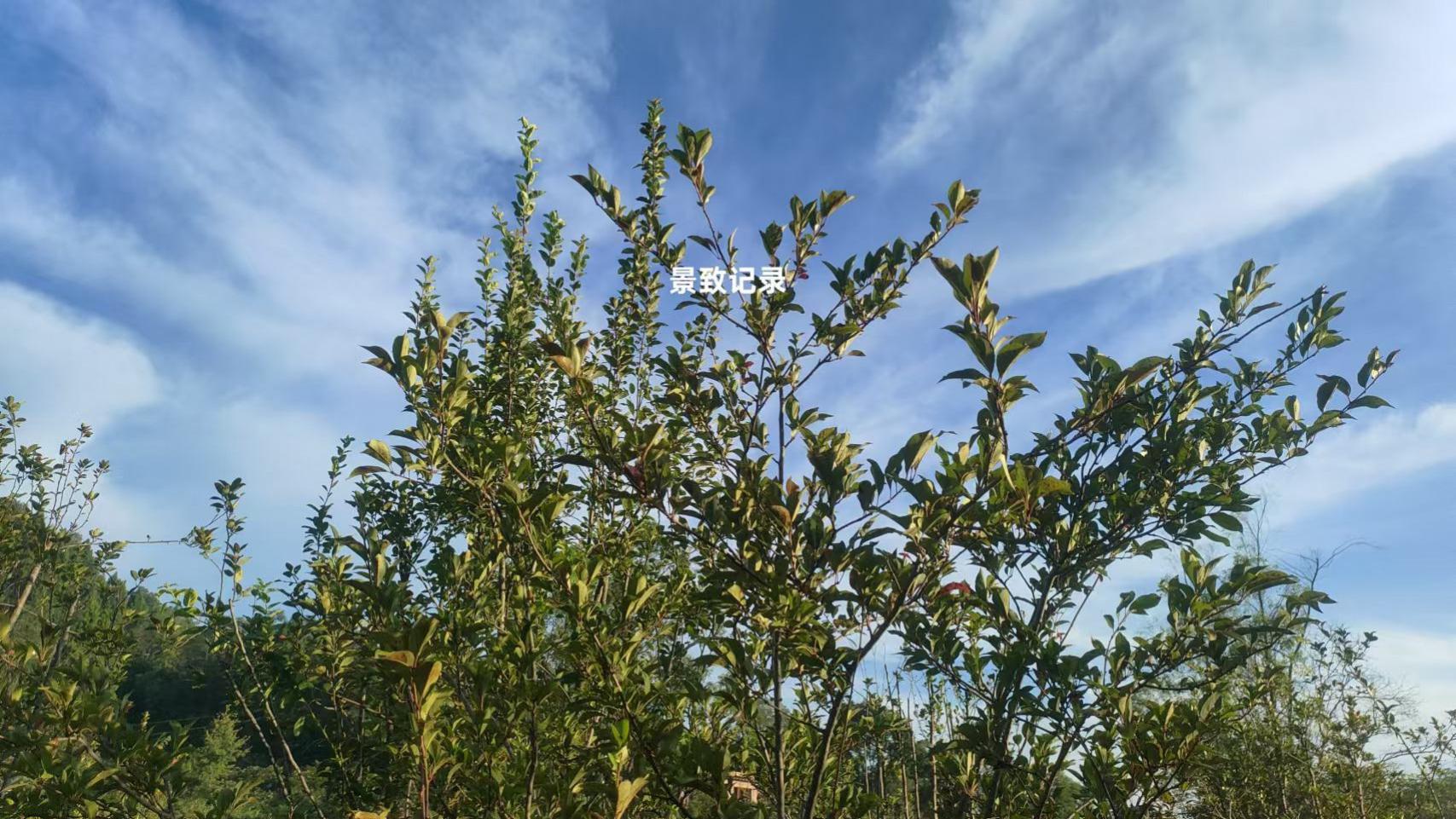 景致记录：狄更斯邮车旅行奇事，小孩被打包，桥檐低矮到令人痛苦