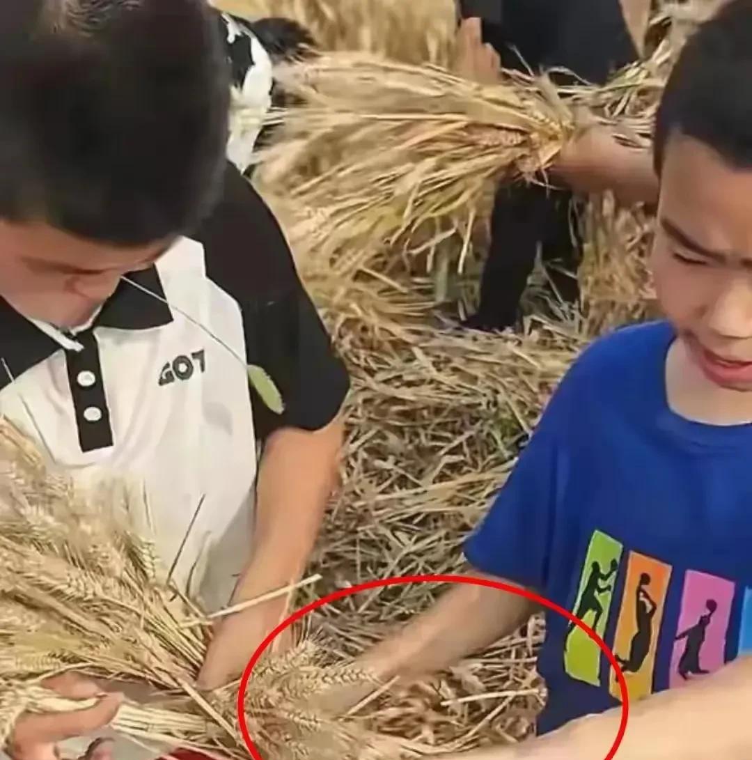 90后校长带128名小学生给自家割麦子获赞！这届家长终于回归正确的三观？
此前瑞