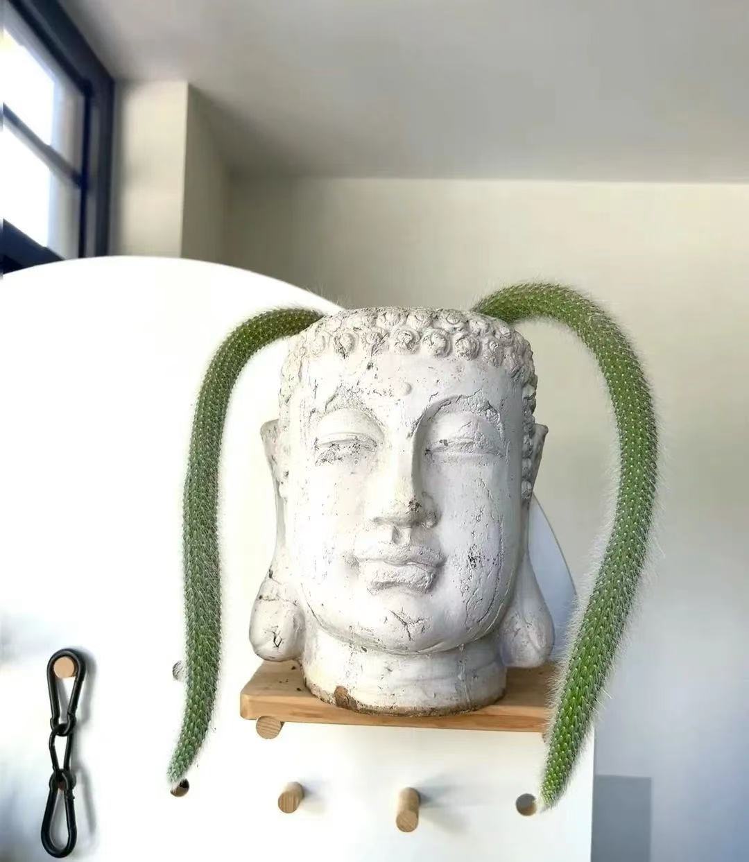 坏了，我的仙人掌成双马尾了