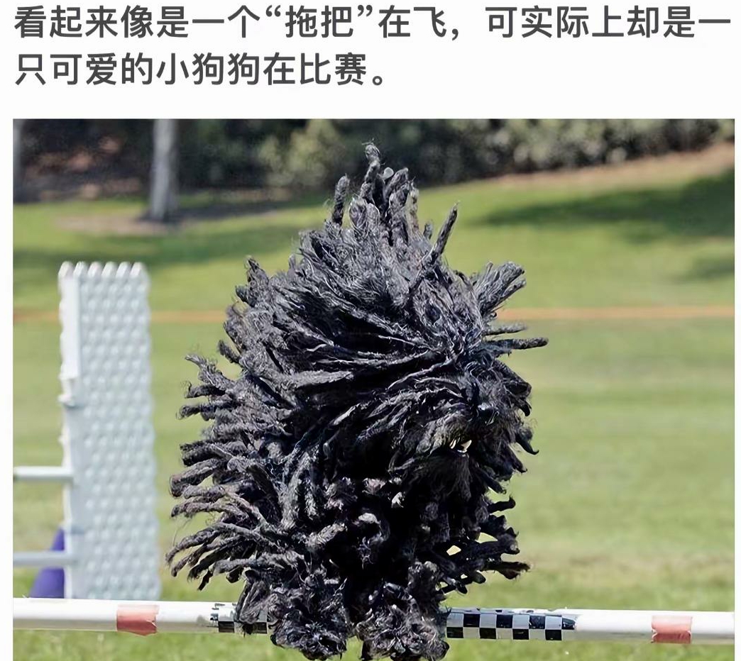 以为拖把在飞呢，没想到是只修勾