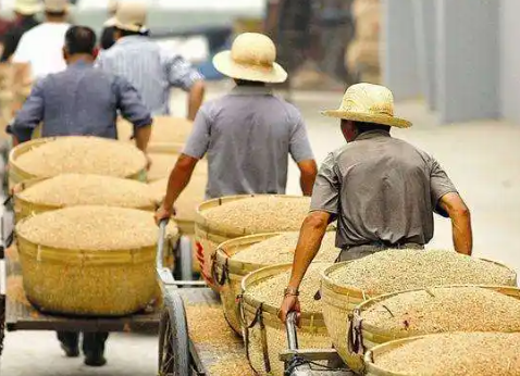 都拥有14亿人，为何中国需要满世界买粮，可印度却大量出口呢？真相很扎心，印度农民