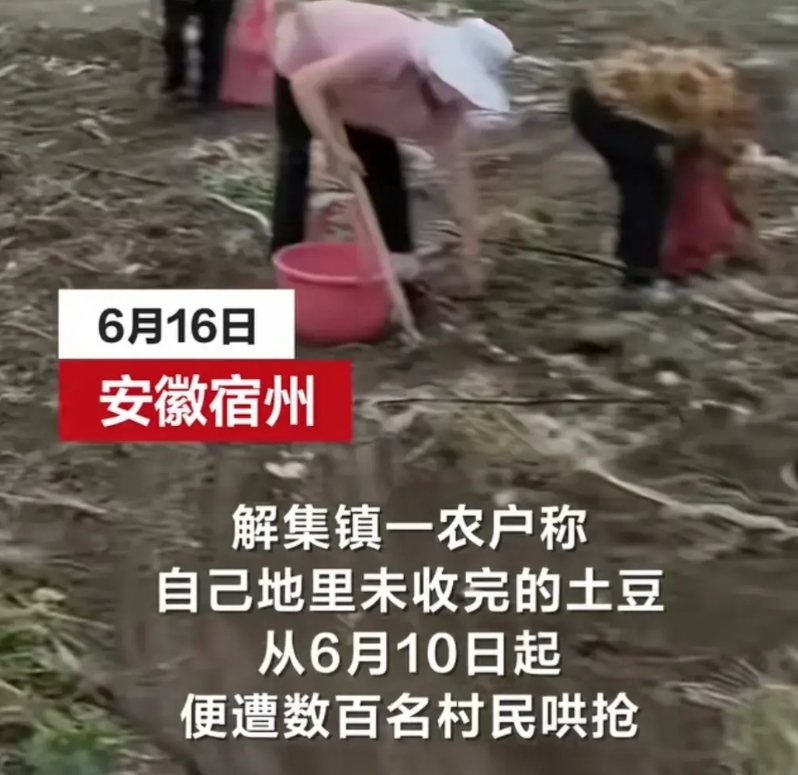 上百人哄抢土豆，皖北人名声受到严重损伤。2025年6月13日零时许，在安徽宿州市