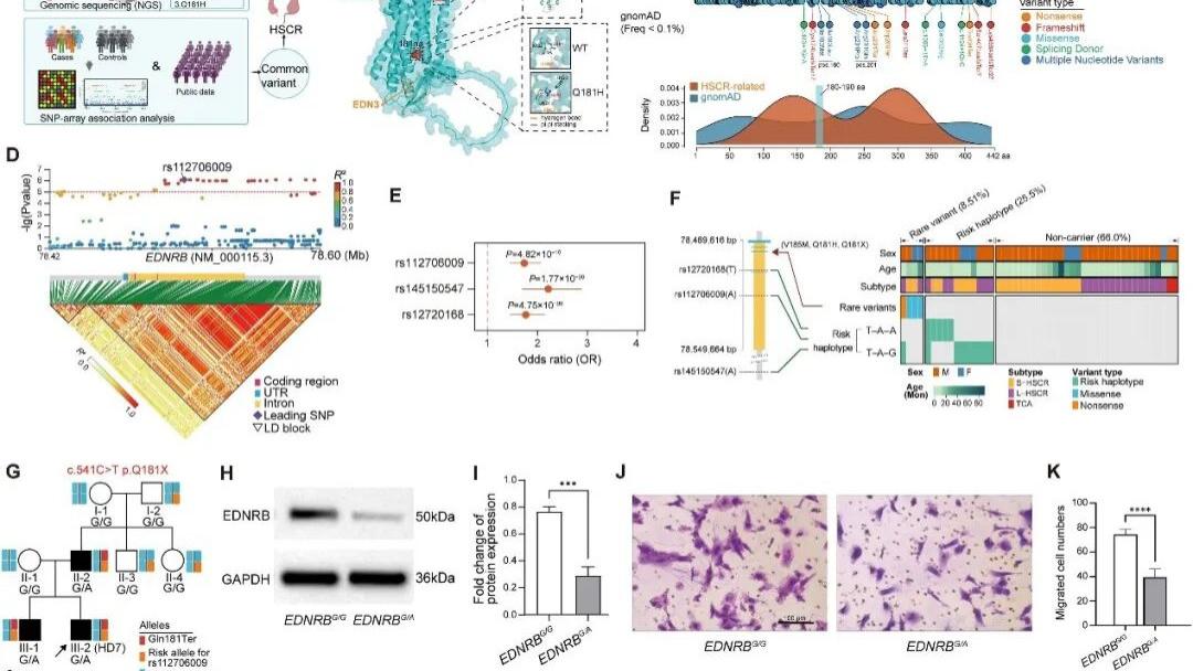 论文解读 | Yan Zhang/Jixiao Zeng教授团队揭示EDNRB基因常见与罕见变异协同